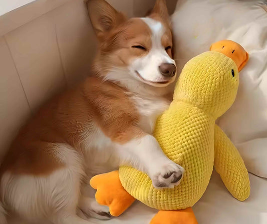 Kleiner Hund schläft in den armen der Ente