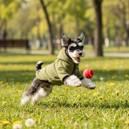 Schnauzer trägt einen olivgrünen Fleece-Hundepullover beim Ballspielen auf der Wiese.
