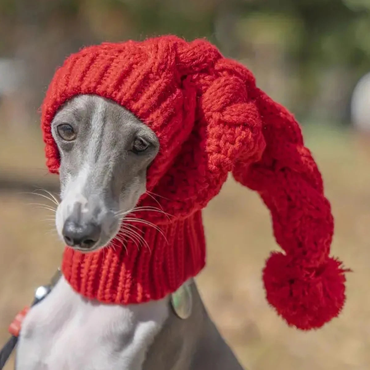 Grauer Windhund trägt rote gestrickte Hundemütze mit Bommel für Winterspaziergänge