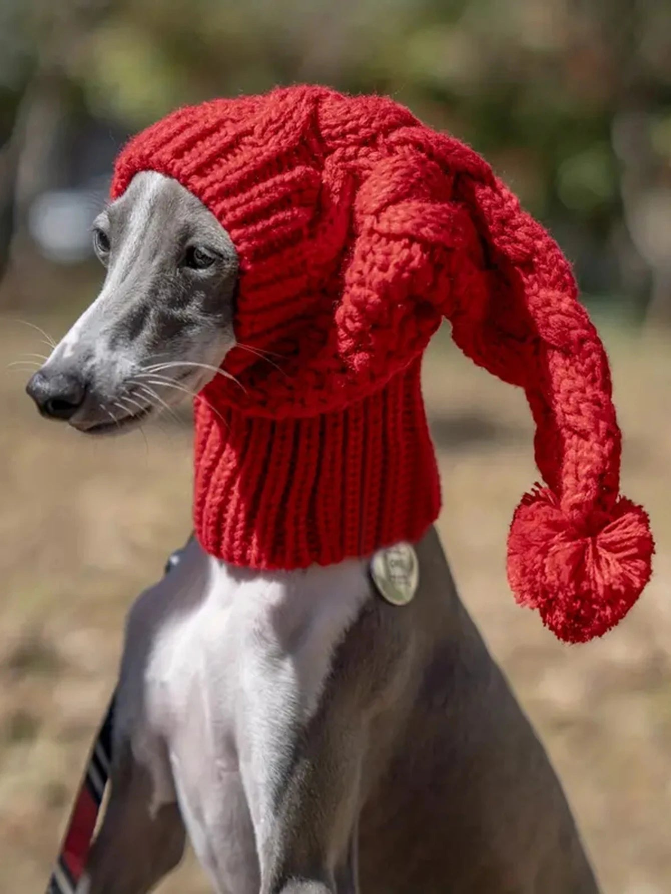 Windhund mit warmer gestrickter Hundemütze und langem Bommel bei kaltem Wetter  im eddy-shop.de