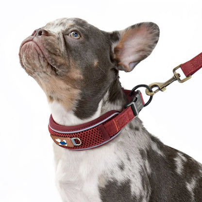Hund mit rotem personalisiertem Halsband und Leinenbefestigung