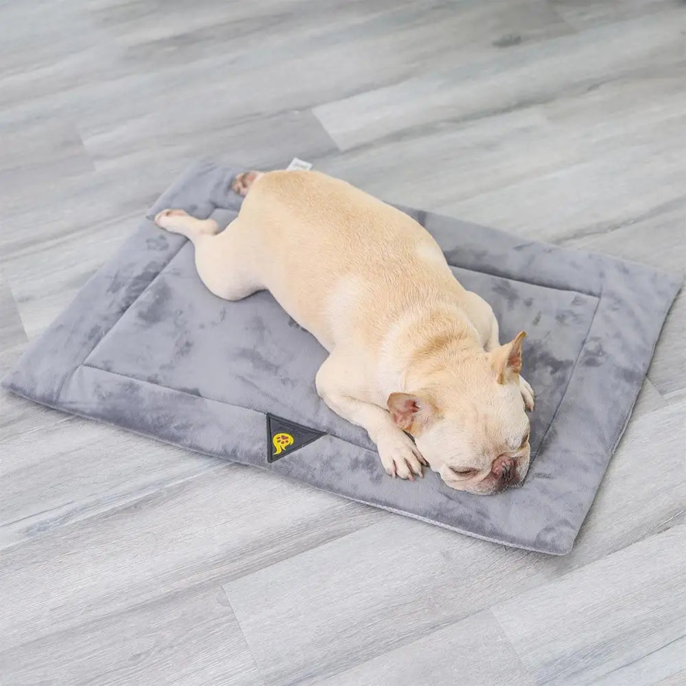 Hund auf Wärmedecke