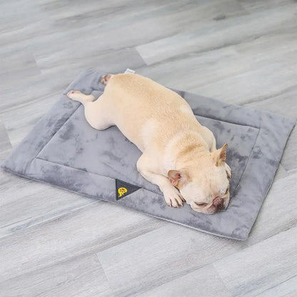 Hund auf Wärmedecke