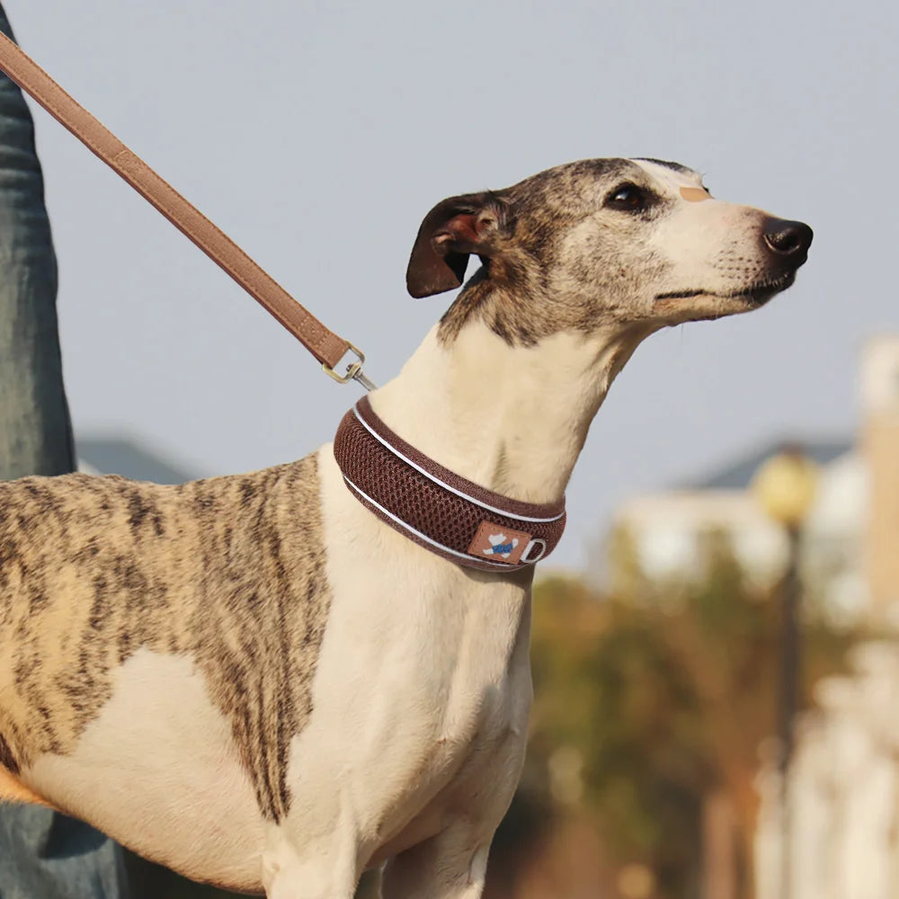 Windhund trägt personalisiertes Hundehalsband mit Leine