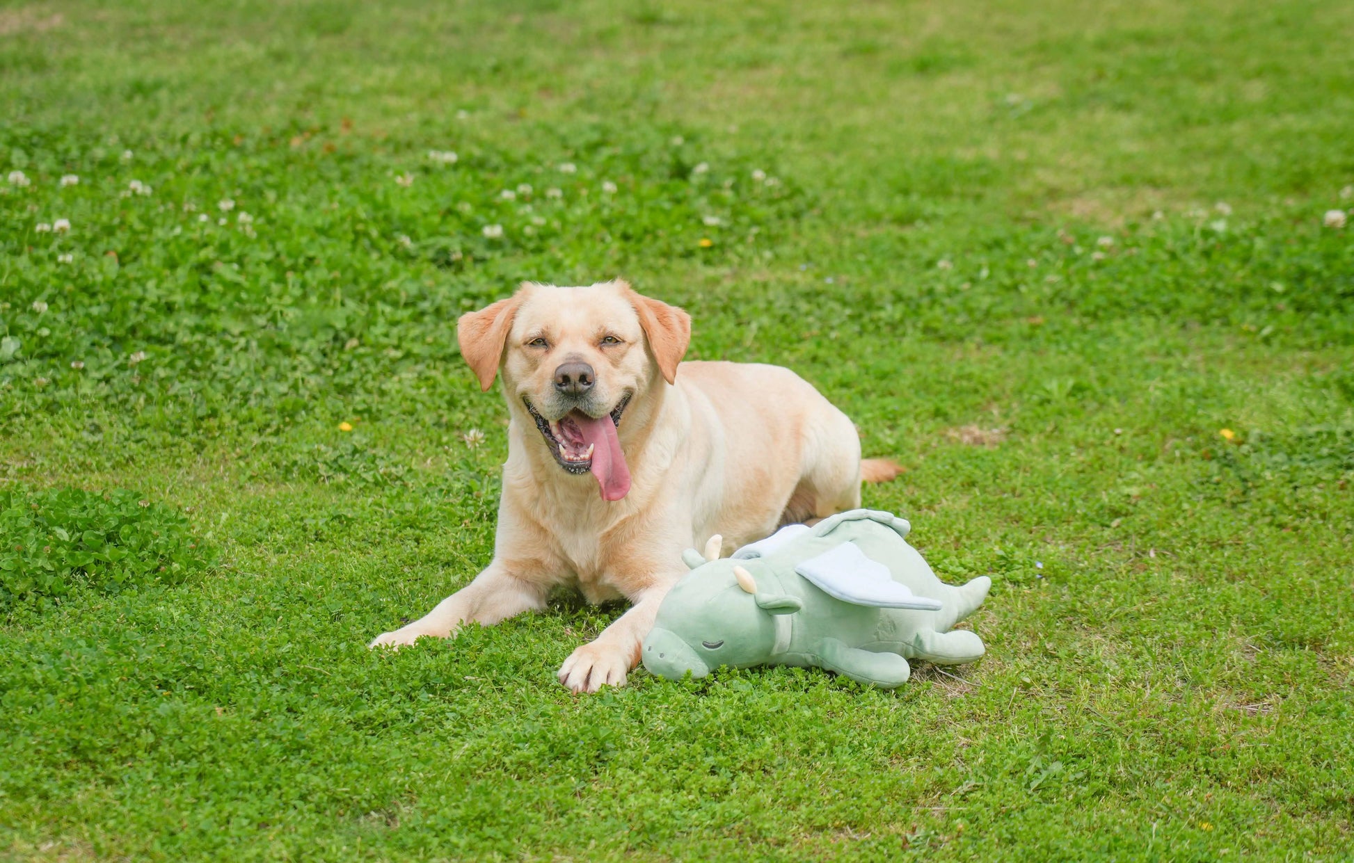 Hund kuschelt mit Herzschlag Hundespielzeug Drache im Körbchen