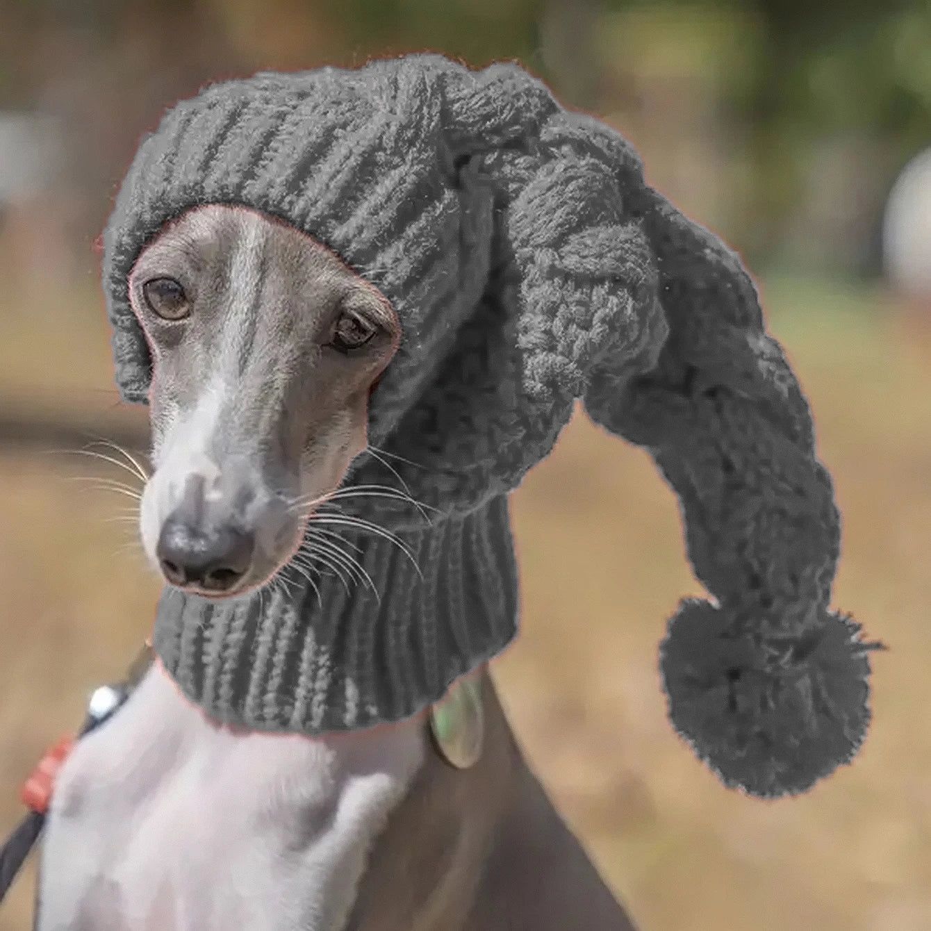 Grauer Windhund trägt graue gestrickte Hundemütze mit Bommel für Winterspaziergänge