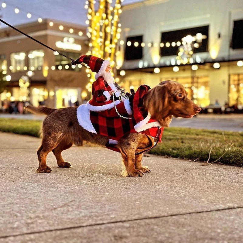 Dackel im Weihnachts-Hundekostüm rot-schwarz kariert auf der Straße
