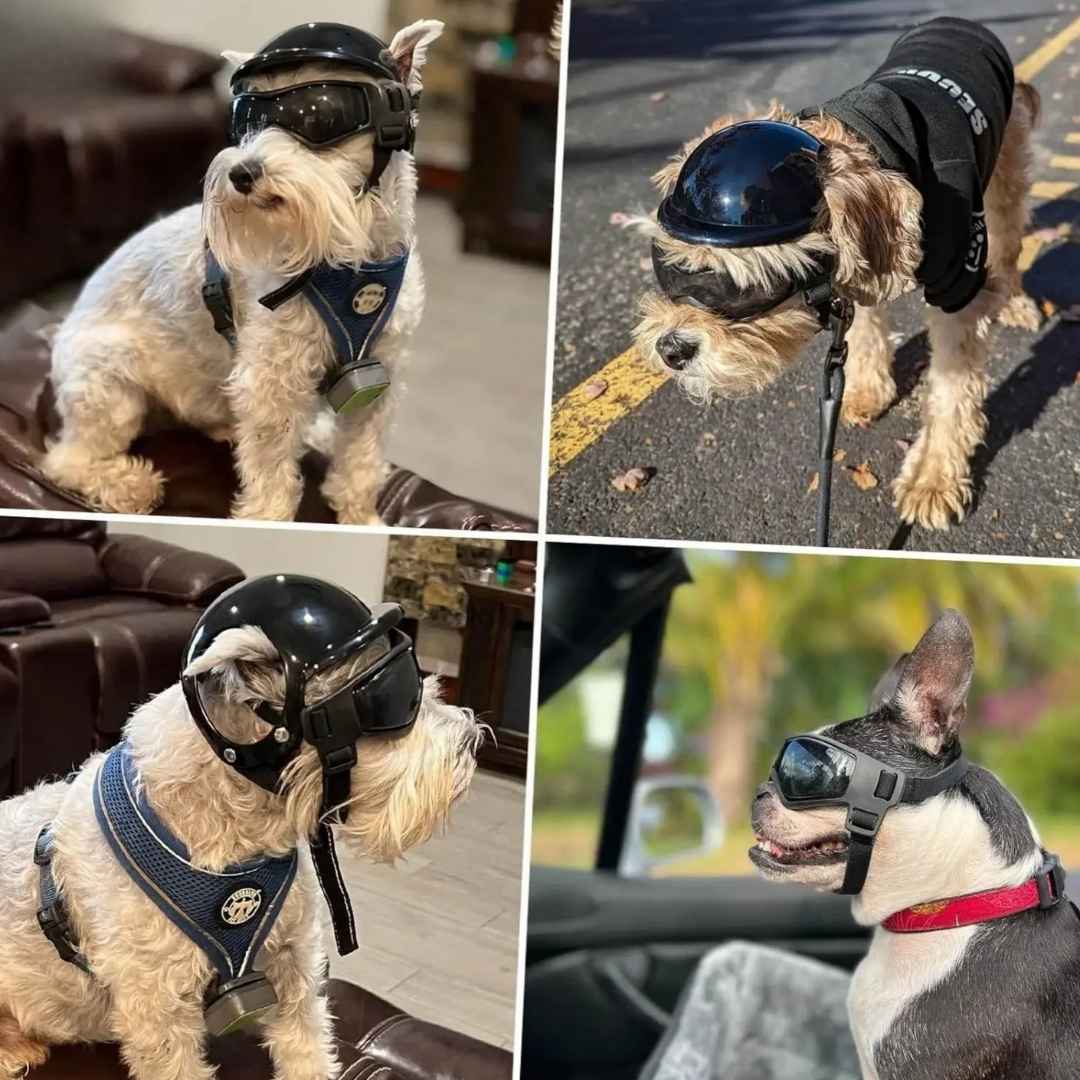 fahrradbrille für hunde Hundebrille mit Helm – Schutz für Ihren Hund
