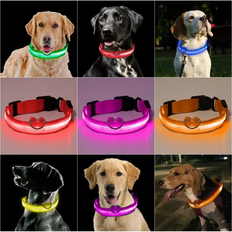 Hundehalsband mit LED  Sicherheit fr nchtliche Spaziergnge, leuchtend  und auffallend