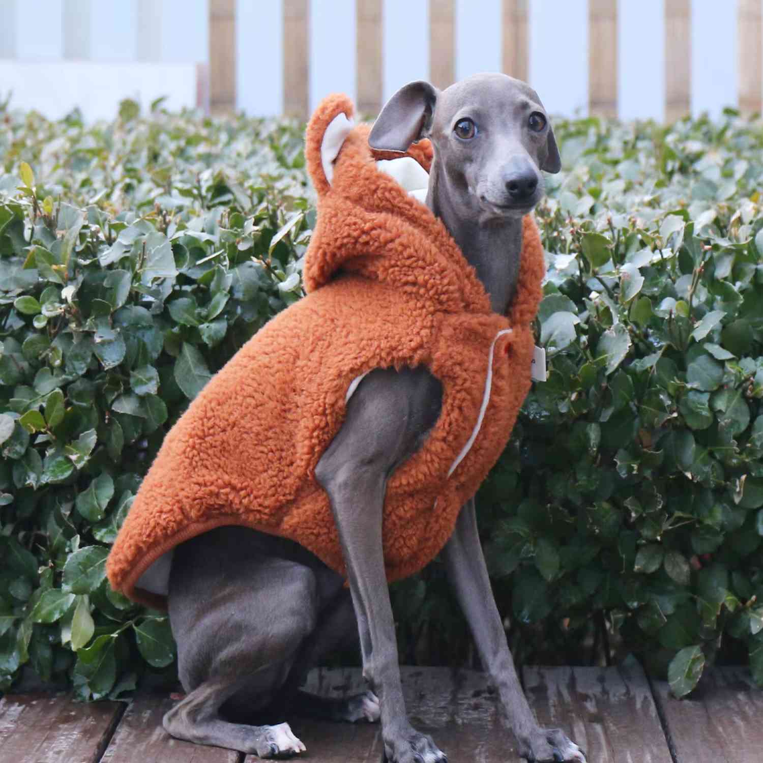 Windhundmantel in Orange – Kapuze und passgenauer Schnitt für schlanke Hunde