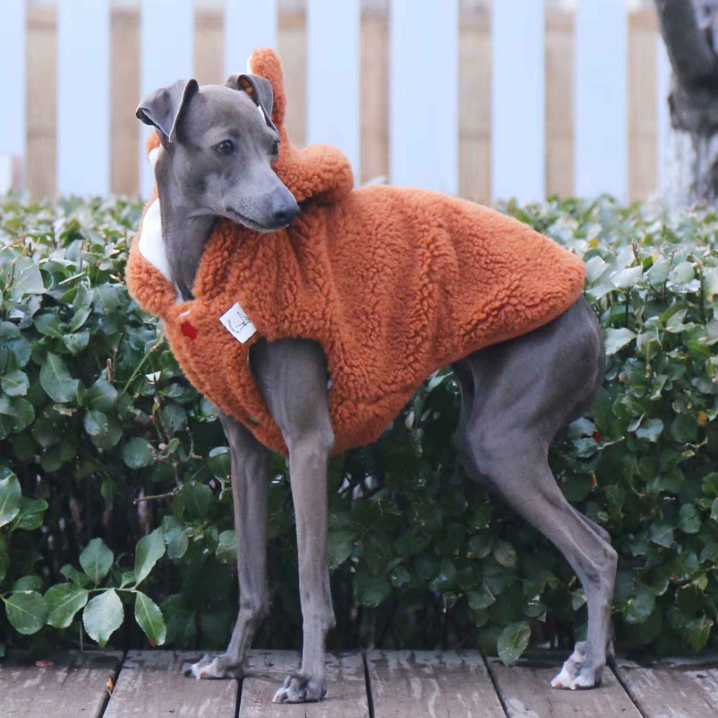 Windhund mit orangefarbener Jacke – warm eingepackt auf dem Spaziergang.  eddy-shop.de
