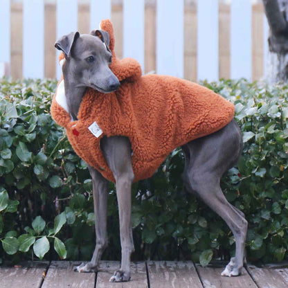 Windhund mit orangefarbener Jacke – warm eingepackt auf dem Spaziergang.  eddy-shop.de