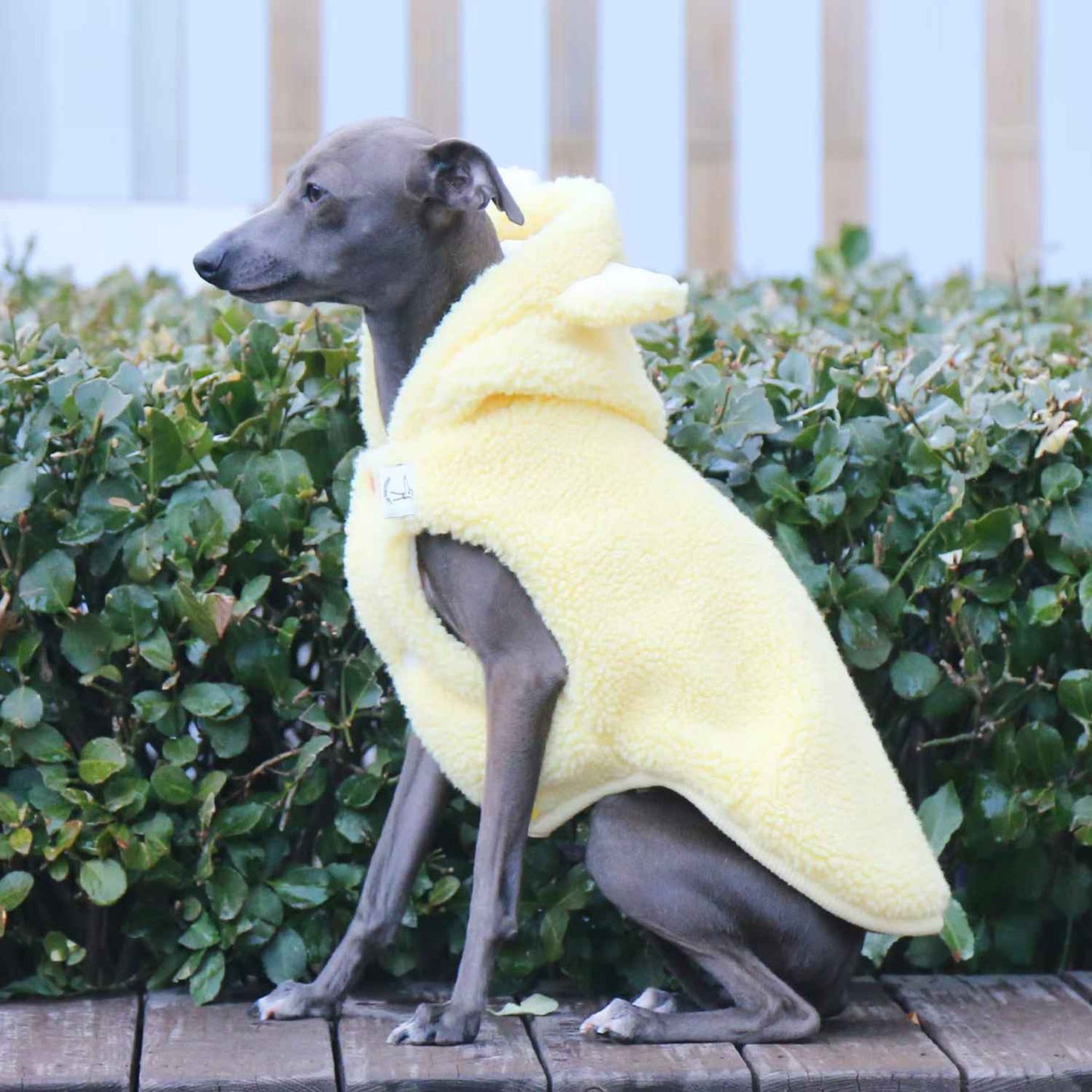 Gelbe Hundejacke für Greyhound – schützt Nacken und Rücken im Winter