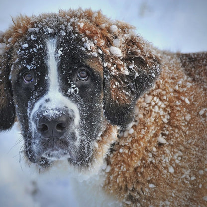 Hundejacke als Geschirr in Einem
