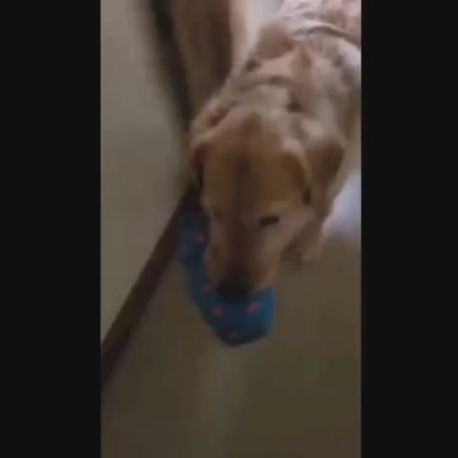 Hundespielzeug Bertie das Knautschschwein  – Knautschen, Quieken & Spielen