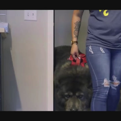 Hundefressmatte für alle Mahlzeiten personalisiert